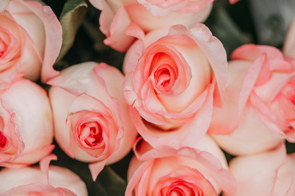 Rosey